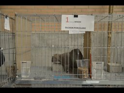 Concurso de Palomas 2012